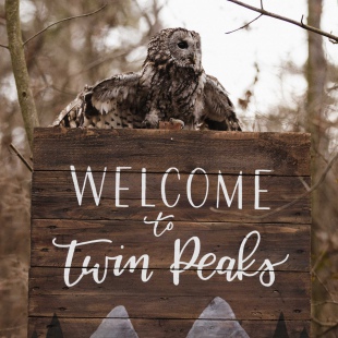 Twin Peaks Styled Shoot